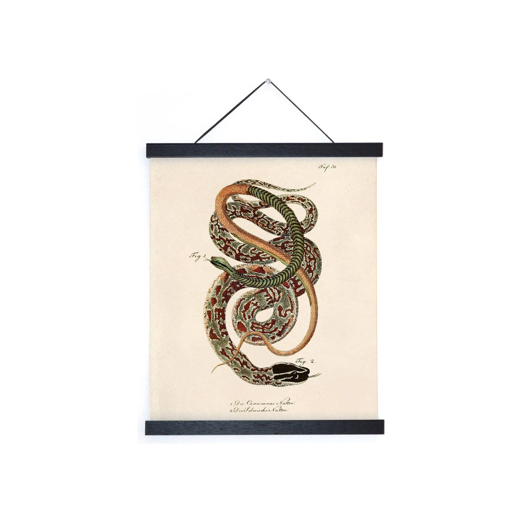 Framed vintage zoology snake print, cream paper, black magnetic poster hanger, hanging cord