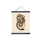 Framed vintage zoology snake print, cream paper, black magnetic poster hanger, hanging cord