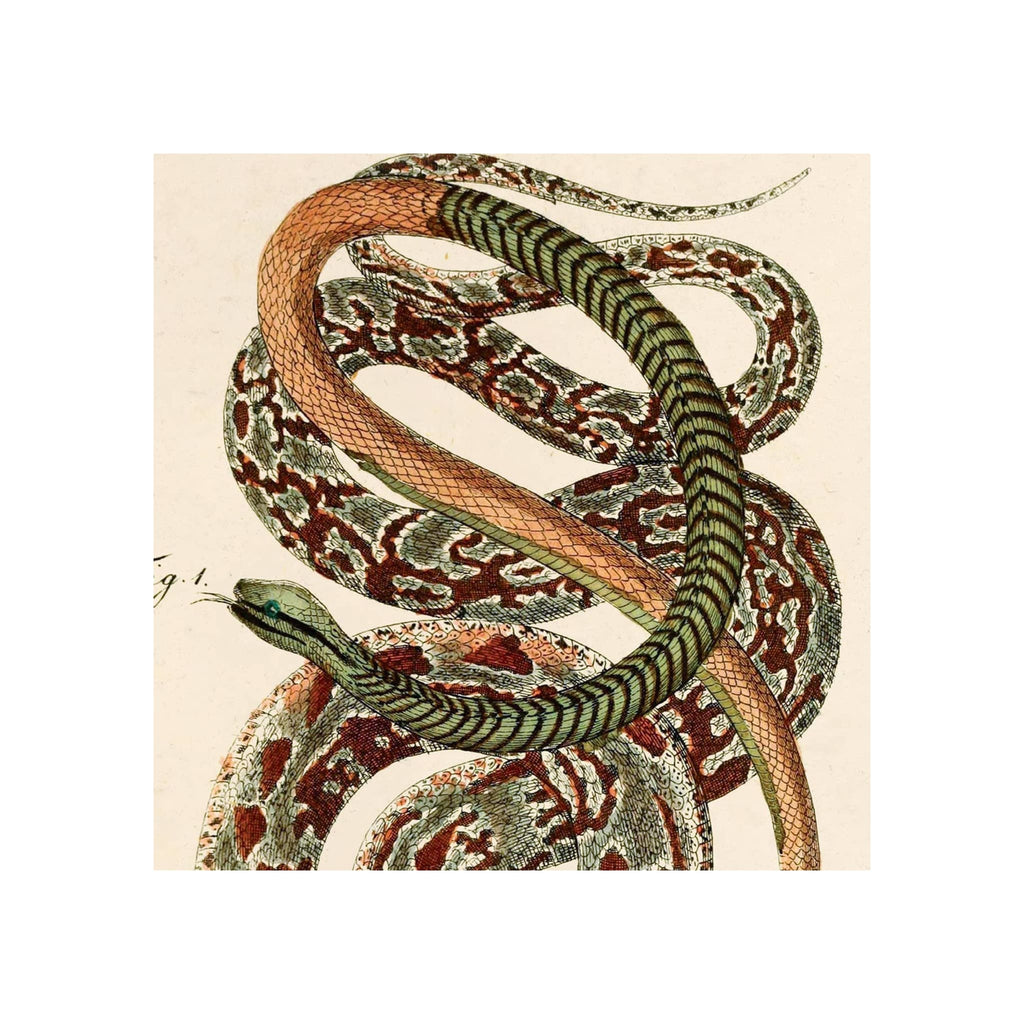 Vintage French zoology snake print, coiled serpents illustration, warm cream background, framed art
