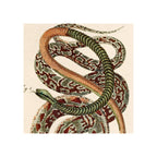 Vintage French zoology snake print, coiled serpents illustration, warm cream background, framed art