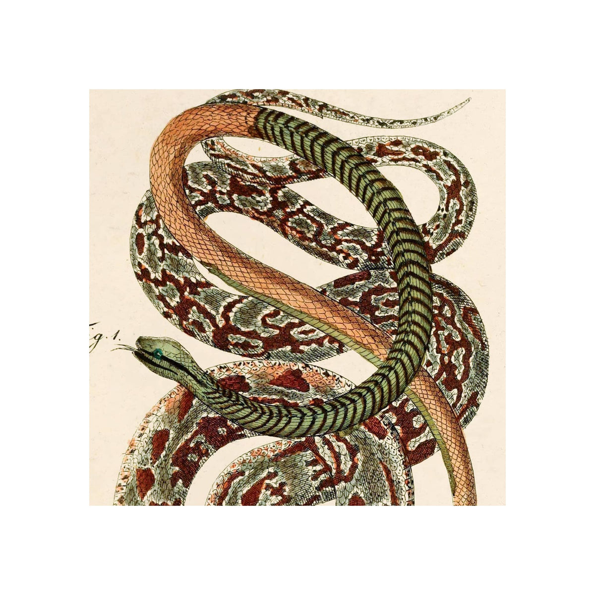 Vintage French zoology snake print, coiled serpents illustration, warm cream background, framed art