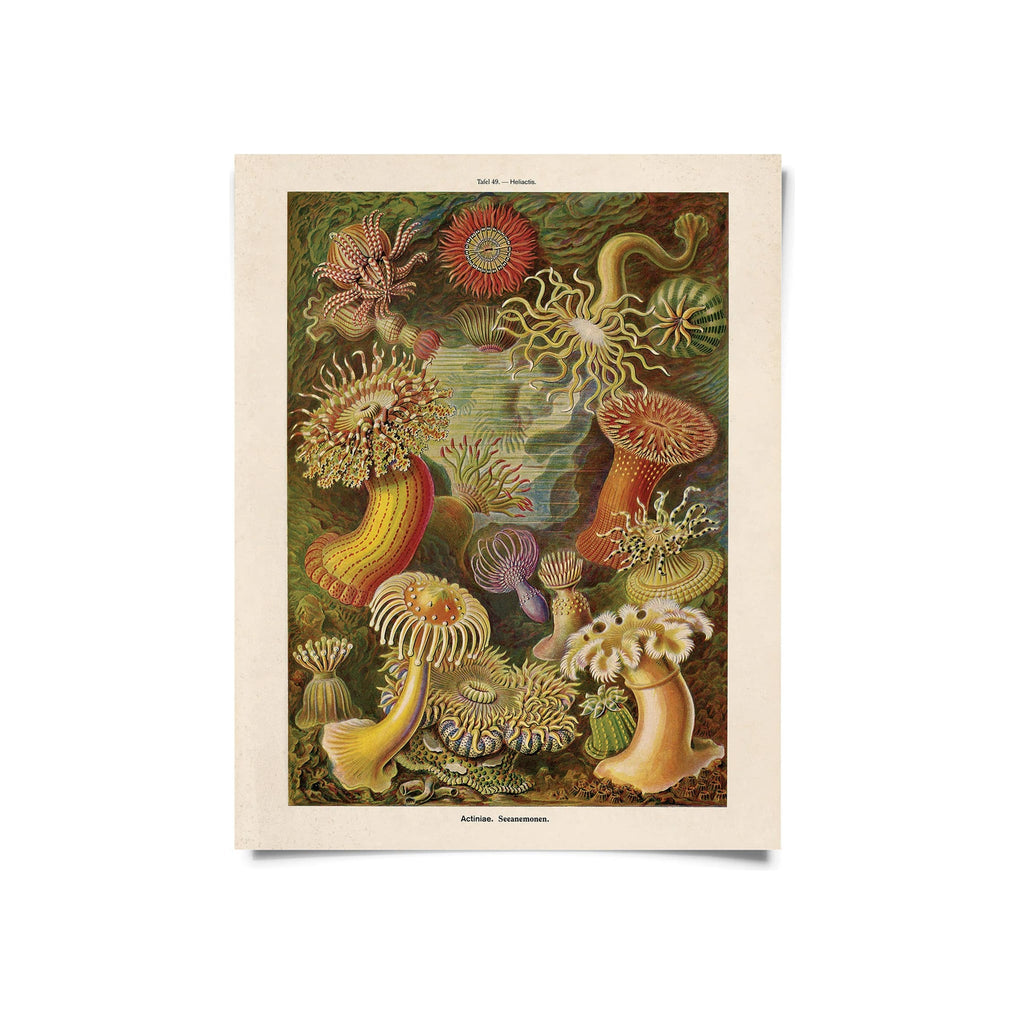 Art print featuring colorful vintage Haeckel sea anemone illustration on cream border, portrait orientation