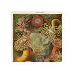 Vintage Haeckel sea anemone print, multicolor illustrated lithograph, portrait orientation