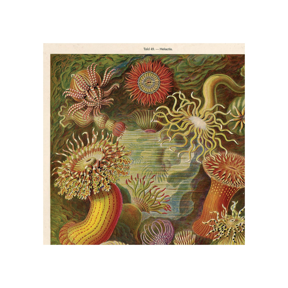 Vintage Haeckel sea anemone print, multicolor illustrated lithograph, portrait orientation