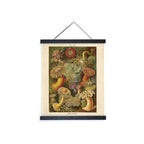Poster hanger with vintage Haeckel sea anemone botanical print, black wood rails, leather cord, portrait orientation