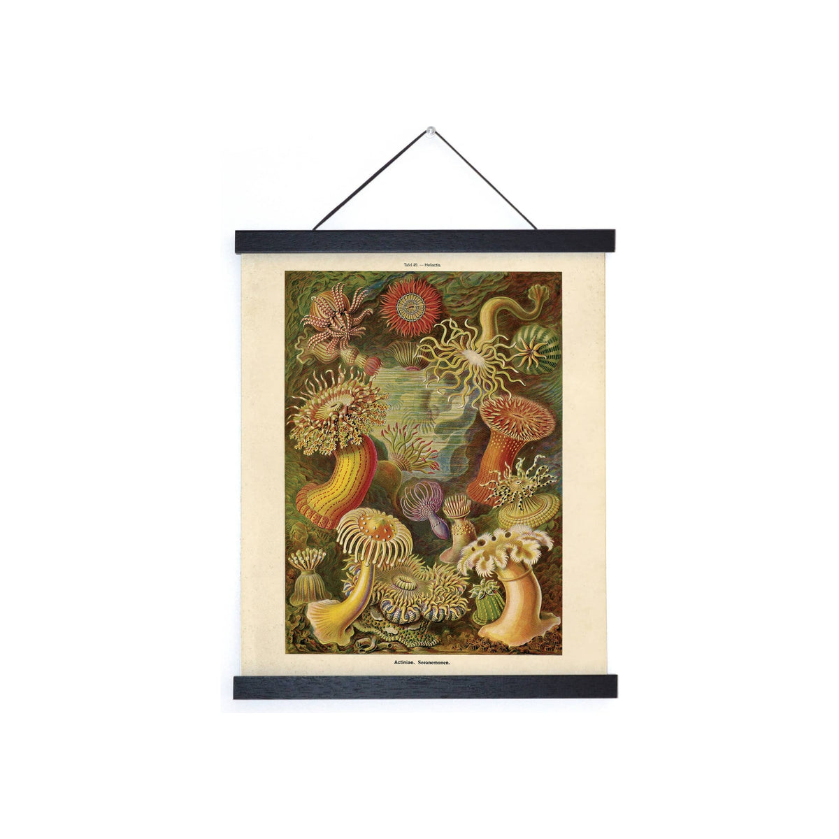 Poster hanger with vintage Haeckel sea anemone botanical print, black wood rails, leather cord, portrait orientation