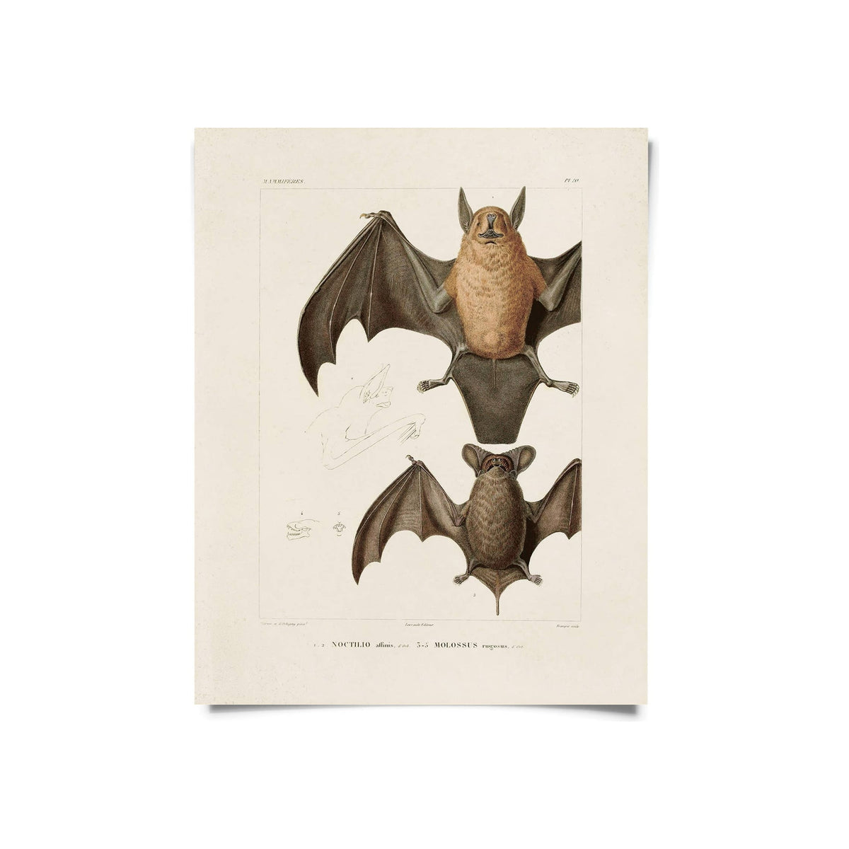 Vintage bat illustration print showing two bat species with wings spread, cream aged paper, portrait orientation