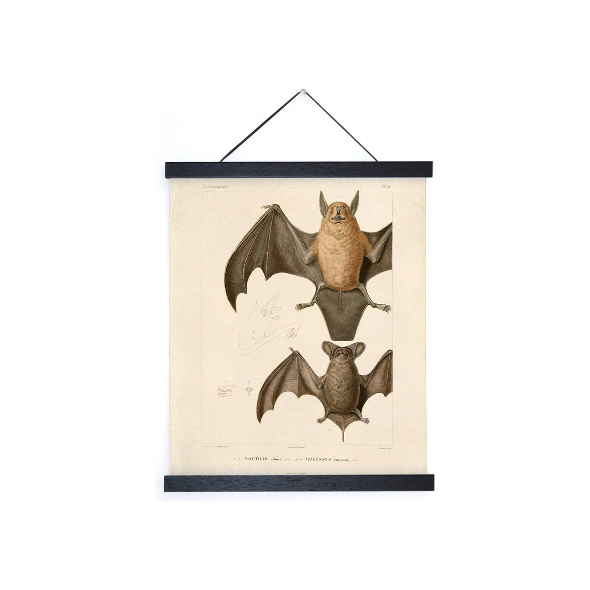 Framed vintage bat illustration print, aged cream paper, black wood hanger rails, hanging cord
