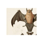 Vintage bat scientific illustration print, brown and dark-winged bats, cream background, front-facing spread-wing pose