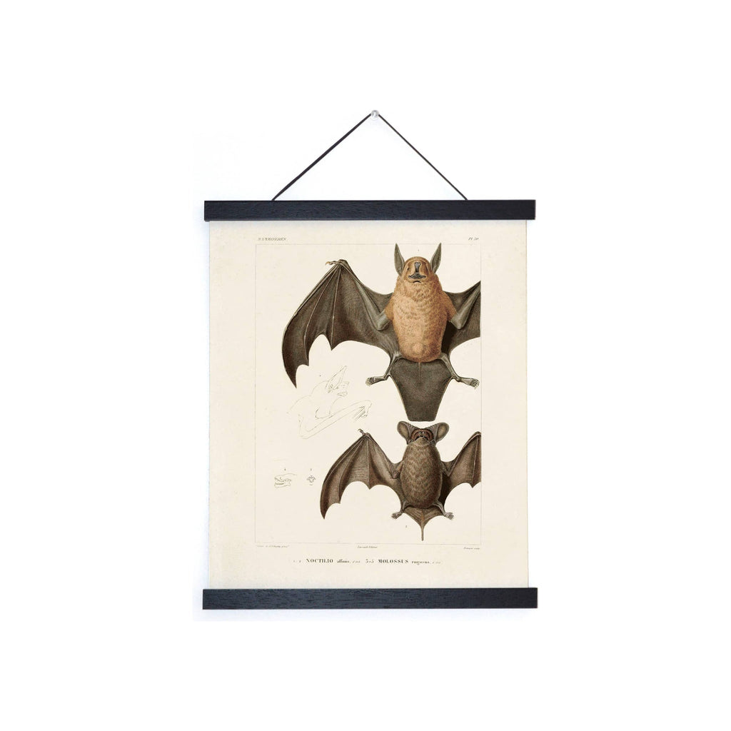 Framed vintage bat illustration print, cream paper, black wood rails, hanging cord