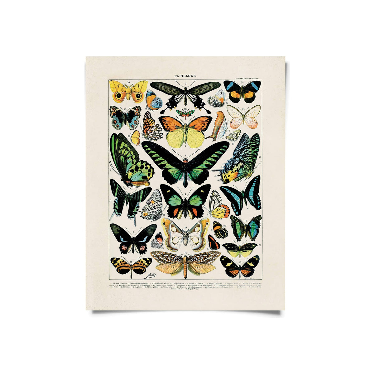 Art print featuring colorful vintage butterfly illustration chart on cream background, portrait orientation