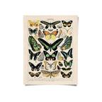 Vintage butterfly illustration print, cream background, multicolor species chart, portrait orientation