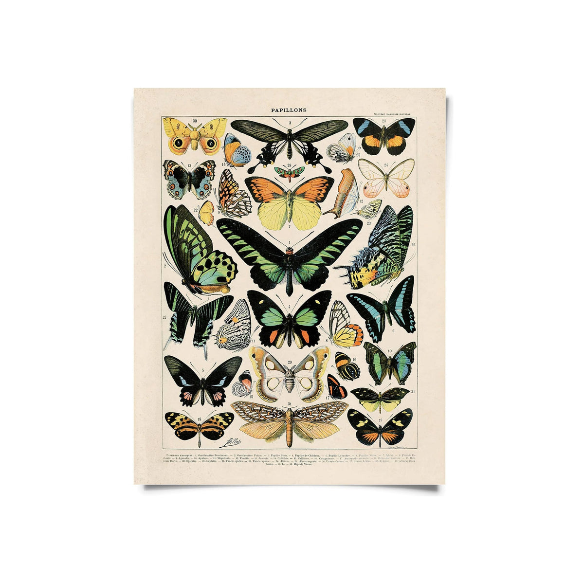 Vintage butterfly illustration print, cream background, multicolor species chart, portrait orientation