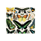 Vintage butterfly illustration print featuring multiple colorful species on cream background