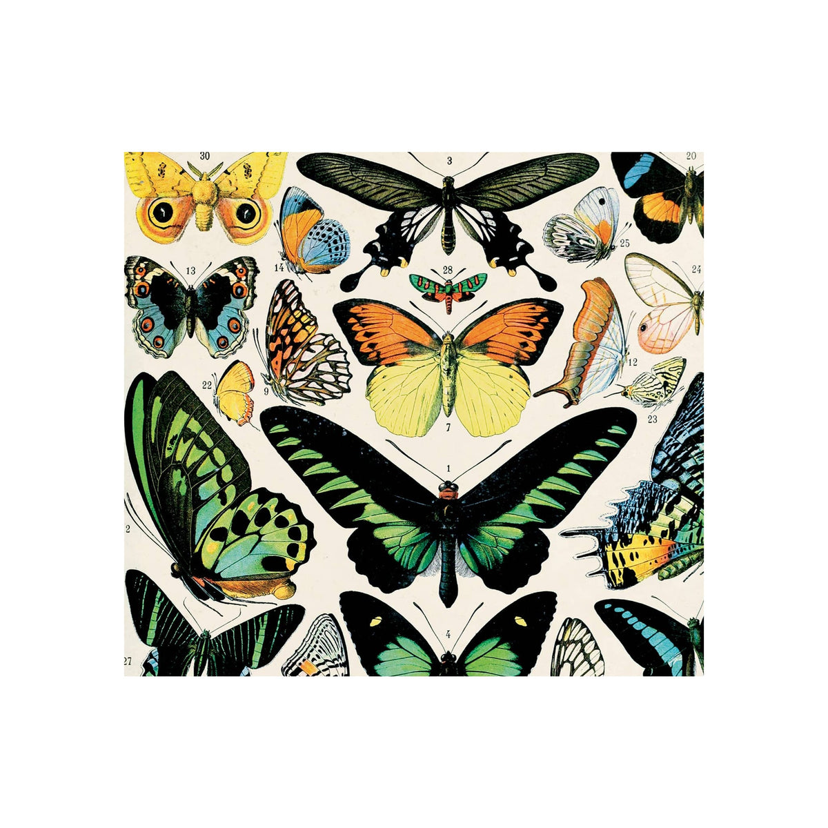 Vintage butterfly illustration print featuring multiple colorful species on cream background