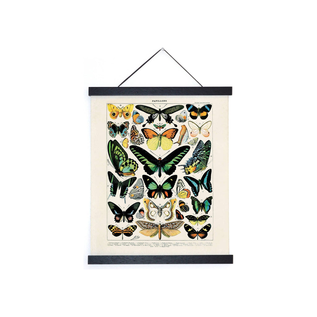 Vintage butterfly chart print in black magnetic wood hanger, cream background, colorful illustrated specimens