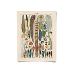 Vintage botanical-style art print featuring colorful illustrated bird feathers and species on cream background, displayed upright without frame