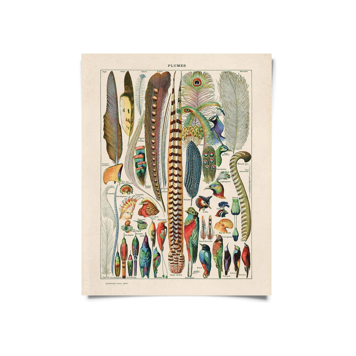 Vintage botanical-style art print featuring colorful illustrated bird feathers and species on cream background, displayed upright without frame