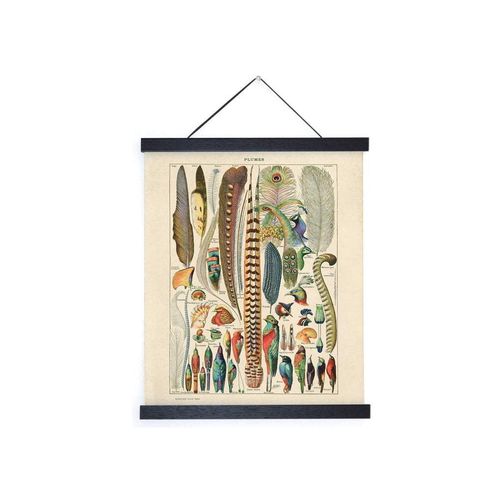 Vintage bird feather chart print in black magnetic wood hanger frame, hanging on white background