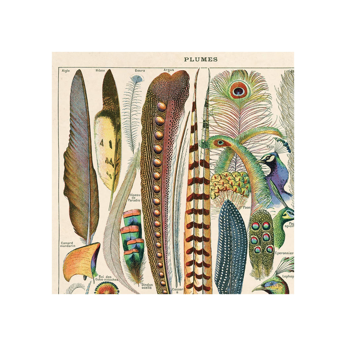 Framed vintage Millot bird feather illustration print, multicolor on cream aged-paper background, portrait orientation