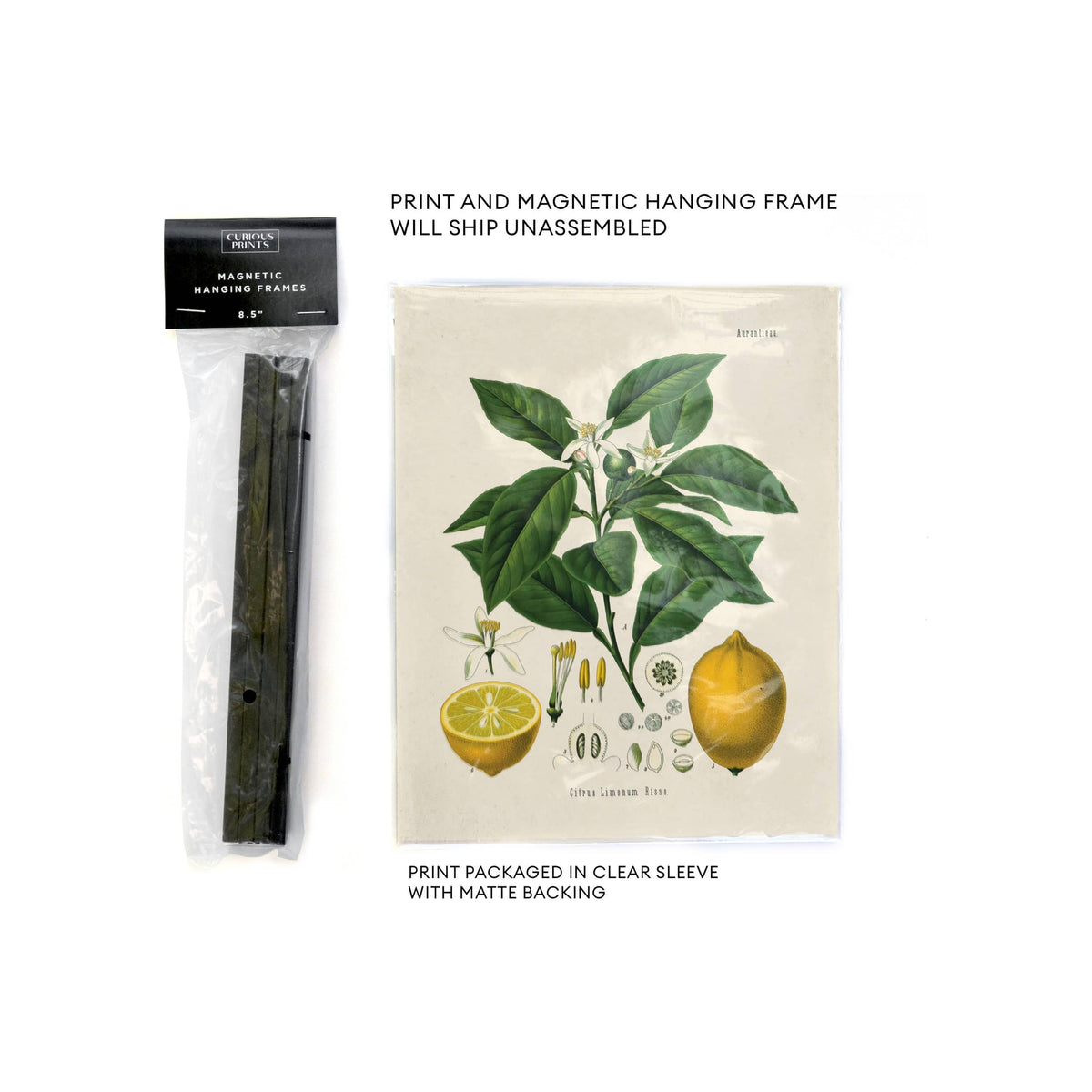 Botanical lemon print in clear sleeve beside packaged black magnetic hanging frame strips, white background