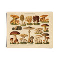 Vintage German Mushroom Pilze 1 Print