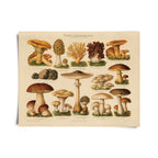 Vintage German Mushroom Pilze 1 Print