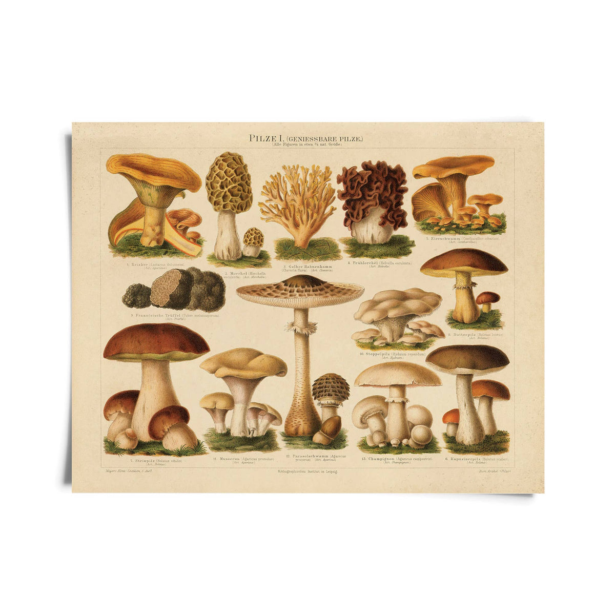 Vintage German Mushroom Pilze 1 Print