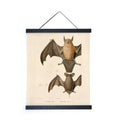 Vintage Mexican Freetail Bat Print w/ Frame