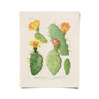 Vintage Botanical Cactus 26 Print