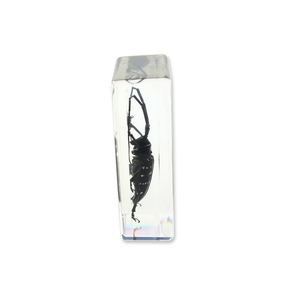 Real Asian Longhorned Beetle Resin Paperweight