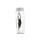 Real Asian Longhorned Beetle Resin Paperweight