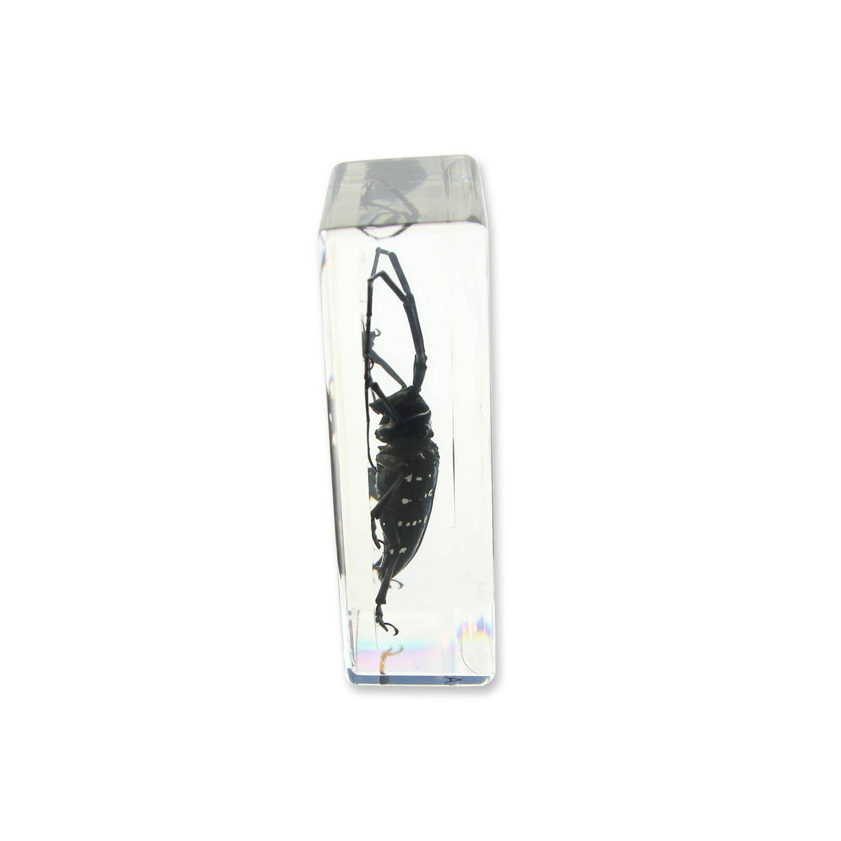 Real Asian Longhorned Beetle Resin Paperweight