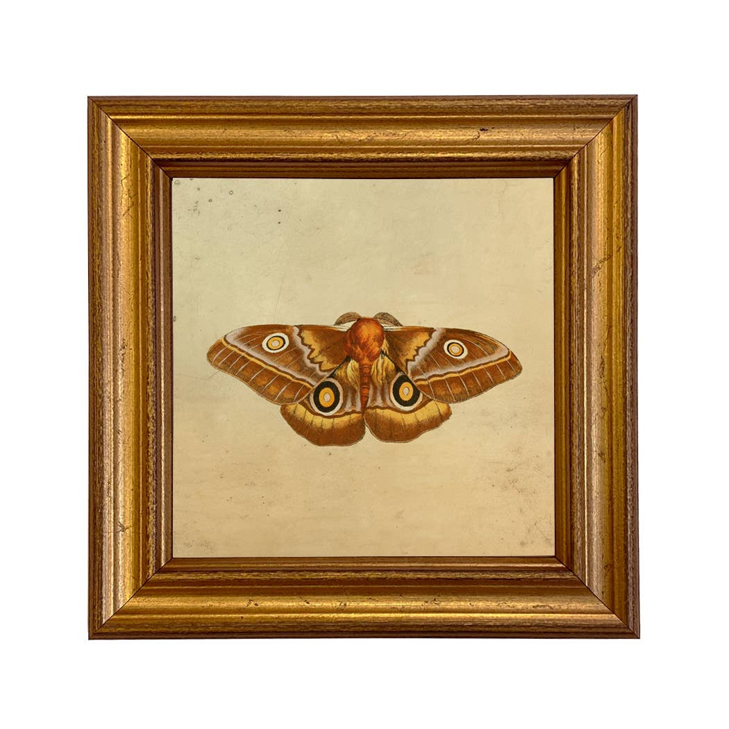 Emperor Moth Print