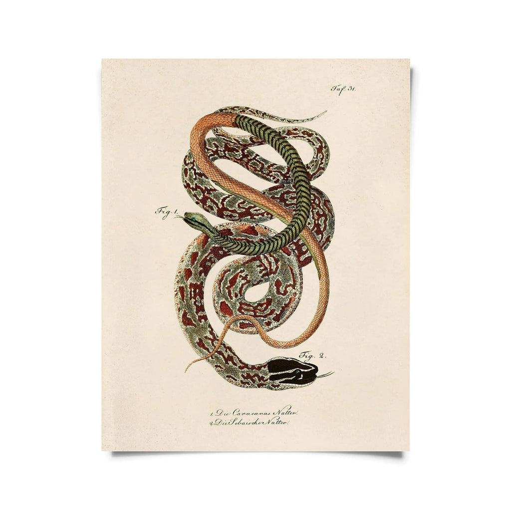 Vintage French Snake Zoology 2 Print w/ frame