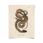Vintage French Snake Zoology 2 Print w/ frame