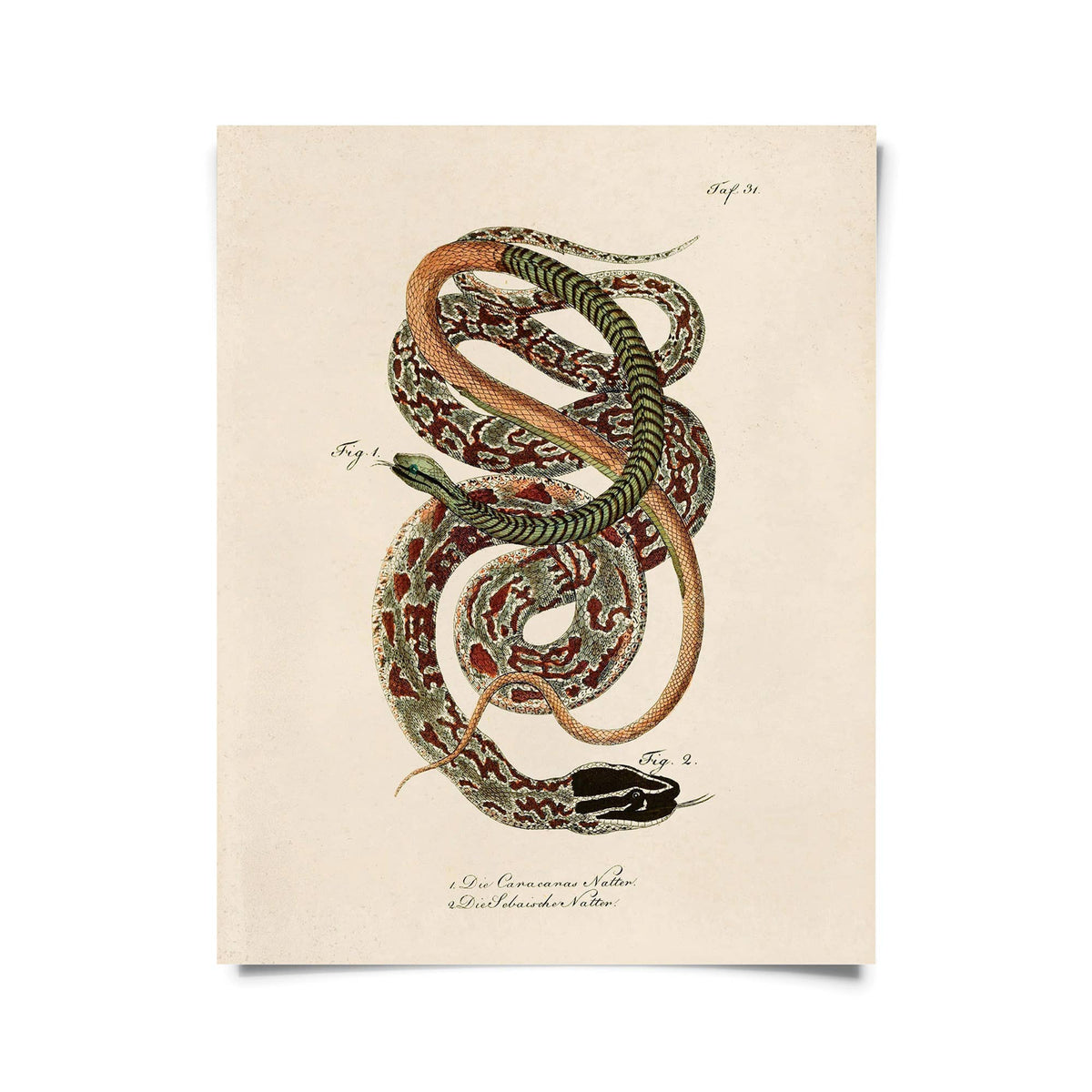 Vintage French Snake Zoology 2 Print w/ frame