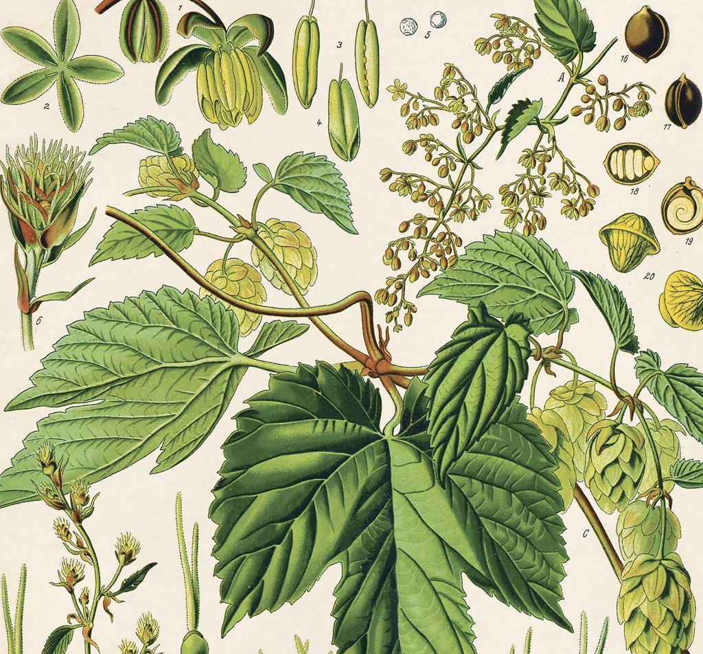 Vintage Botanical Beer Hop Flower Print