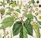 Vintage Botanical Beer Hop Flower Print