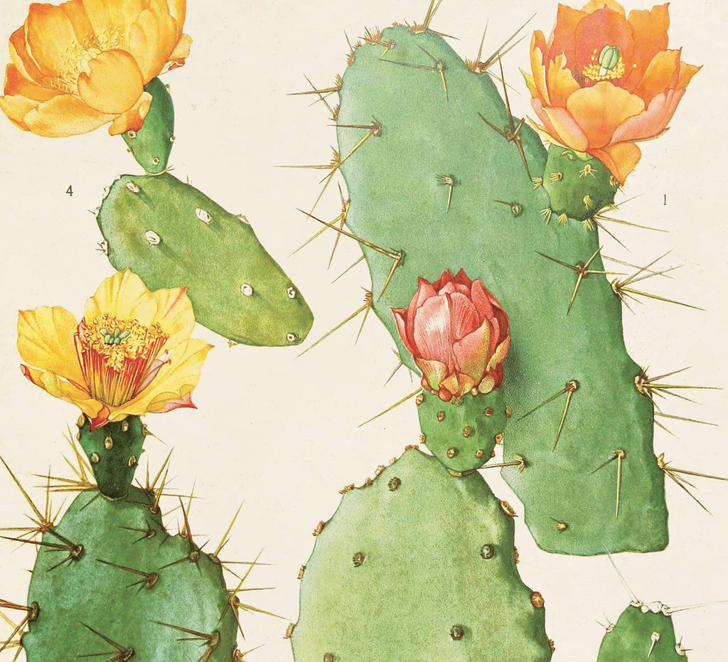 Vintage Botanical Cactus 26 Print
