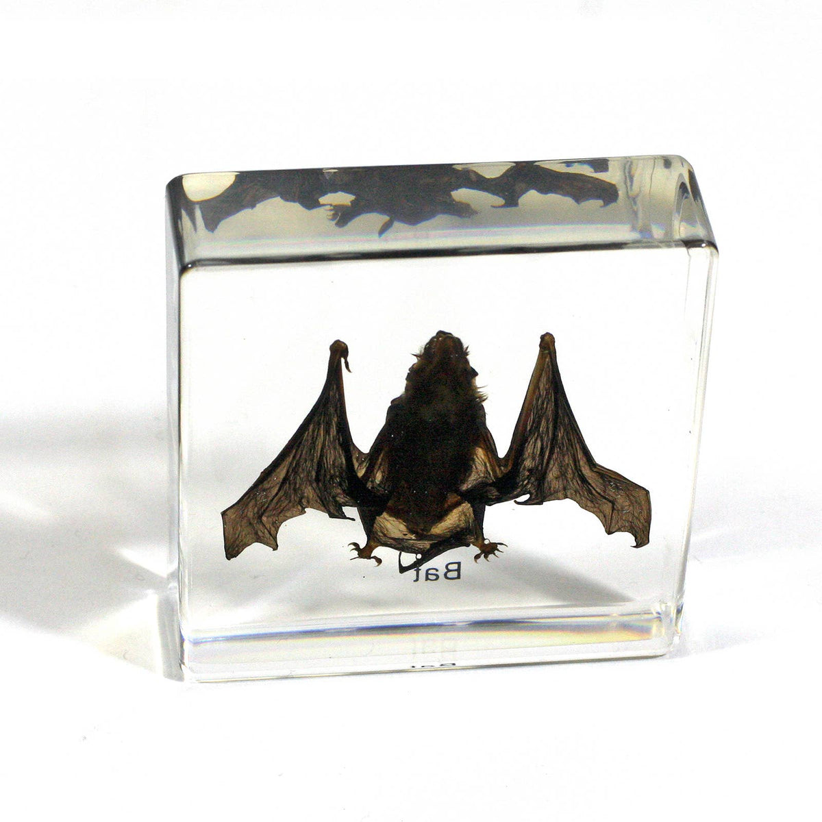 Real Bat Resin Paperweight