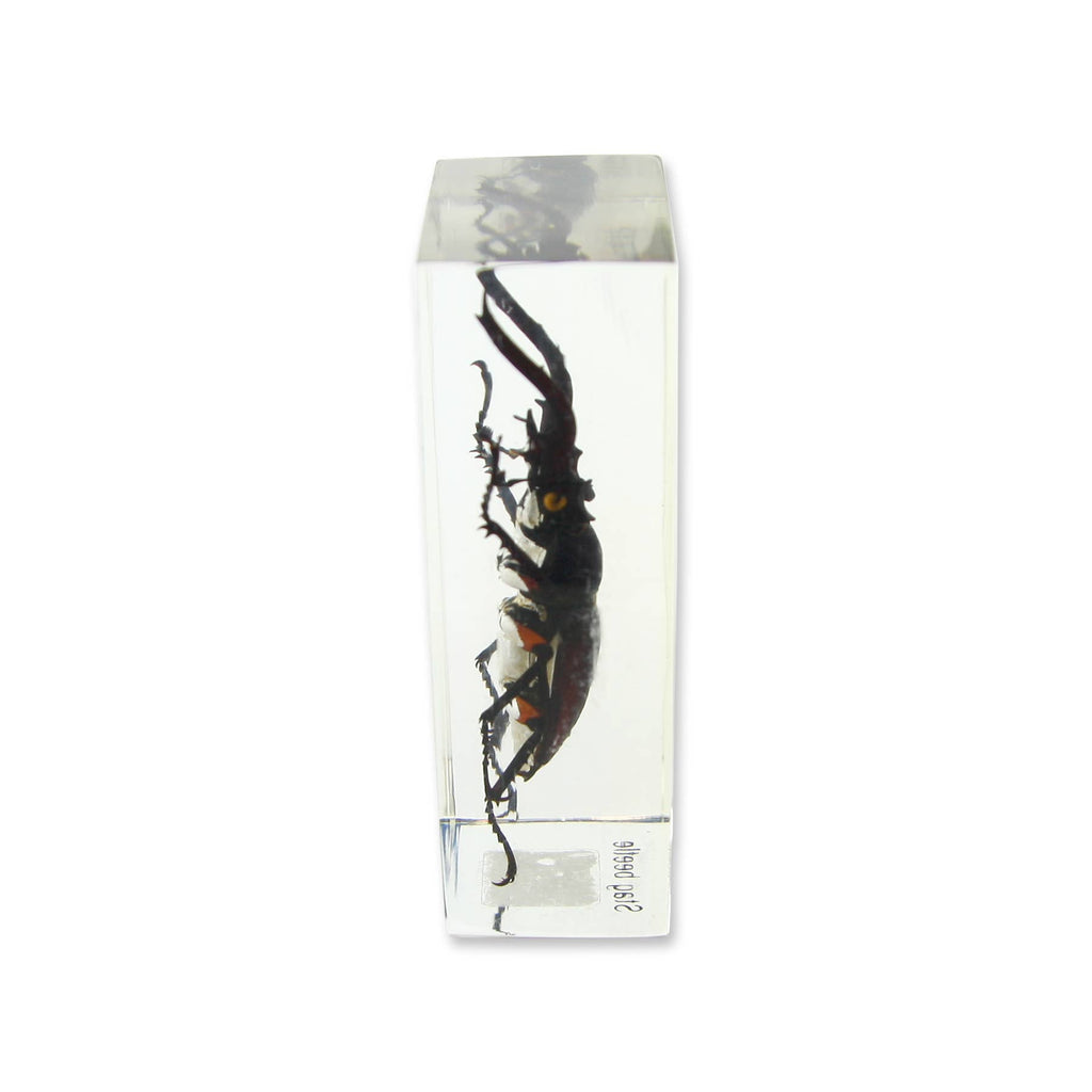 Real Stag Beetle Resin Paperweight