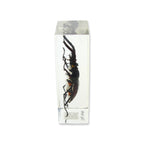 Real Stag Beetle Resin Paperweight