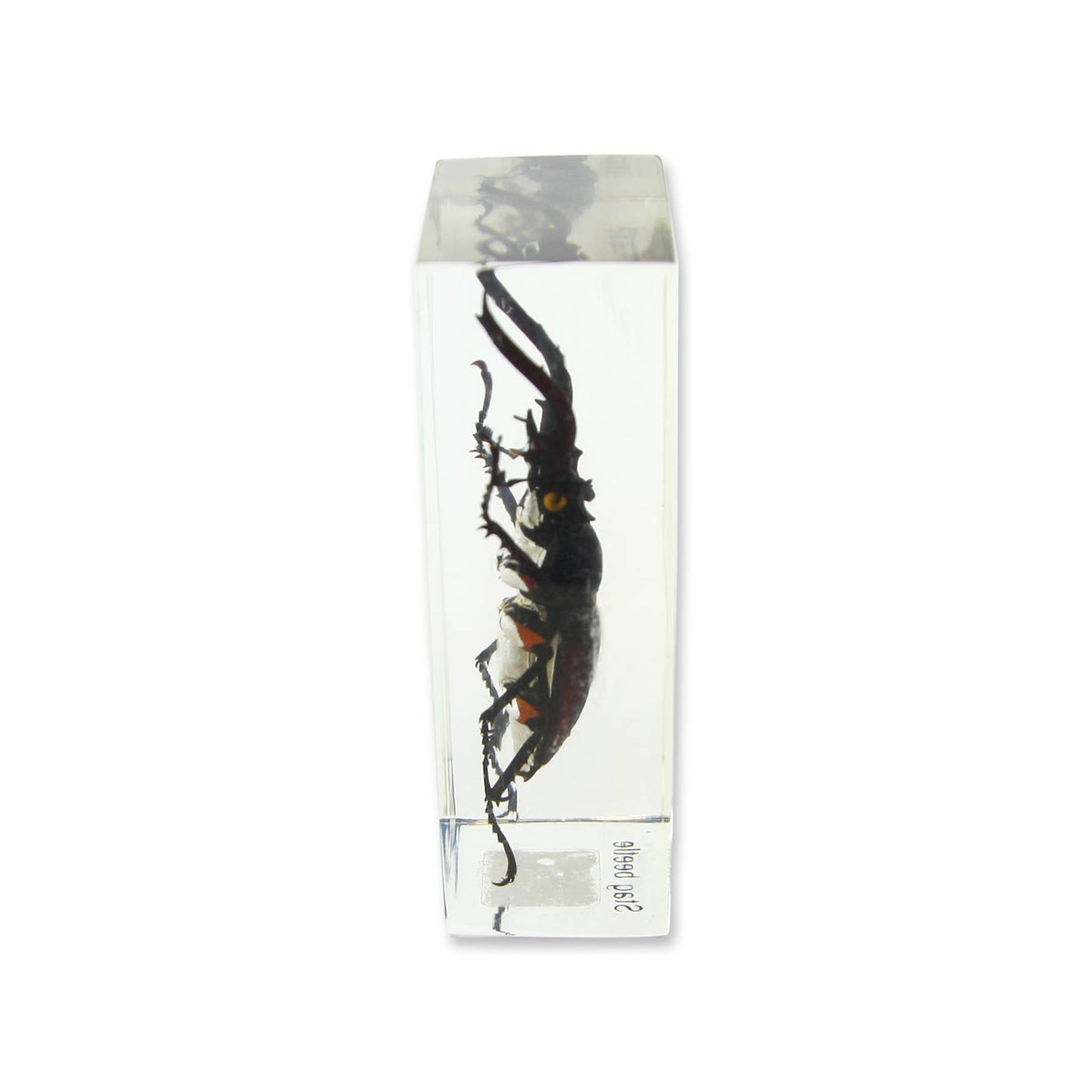 Real Stag Beetle Resin Paperweight