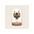 Dead-leaf mantis specimen mounted in clear glass globe with cork base, brown tones, front-facing