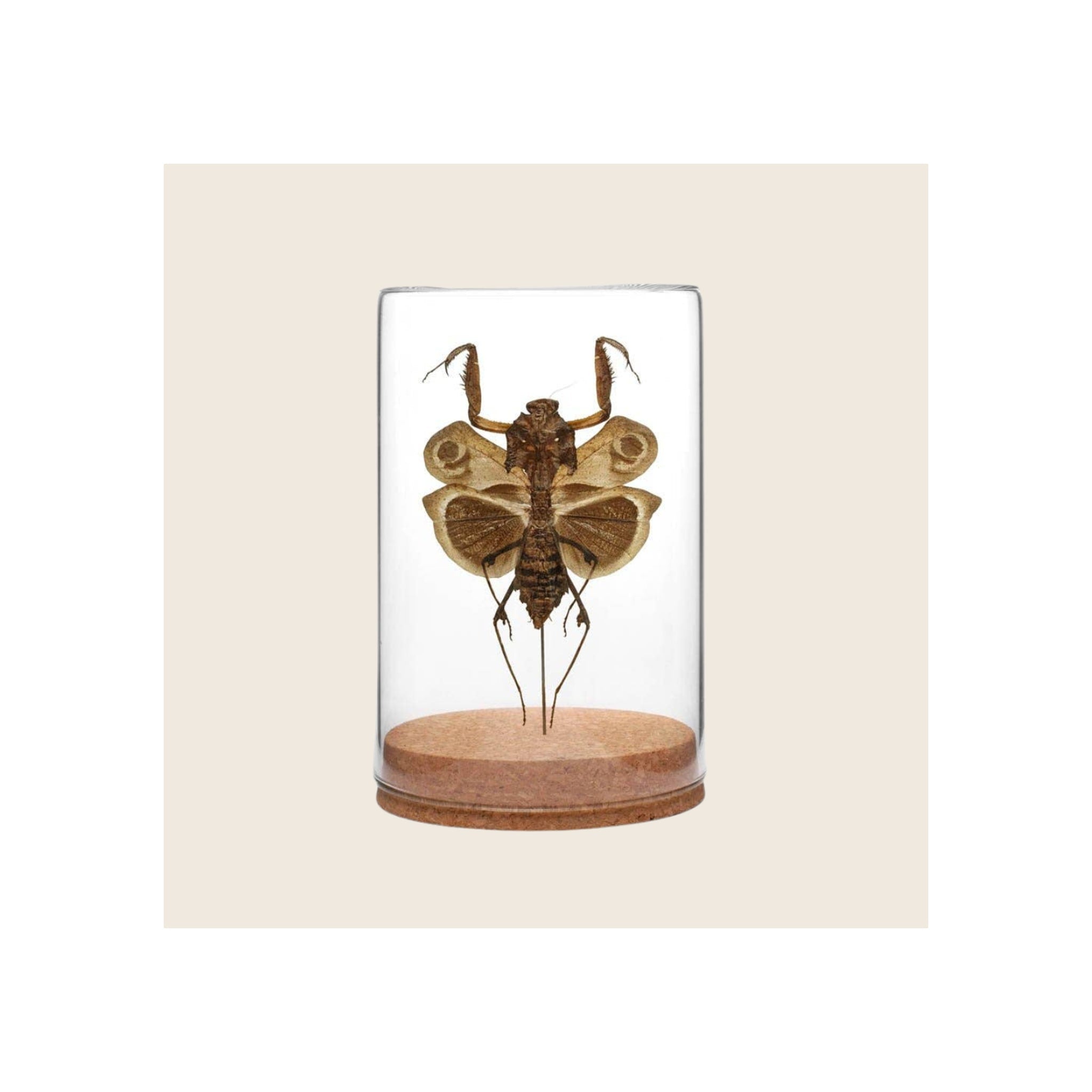 Dead-leaf mantis specimen mounted in clear glass globe with cork base, brown tones, front-facing