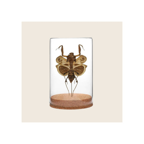 Dead-leaf mantis specimen mounted in clear glass globe with cork base, brown tones, front-facing