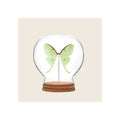 Glass globe display dome with pinned green luna moth on cork base