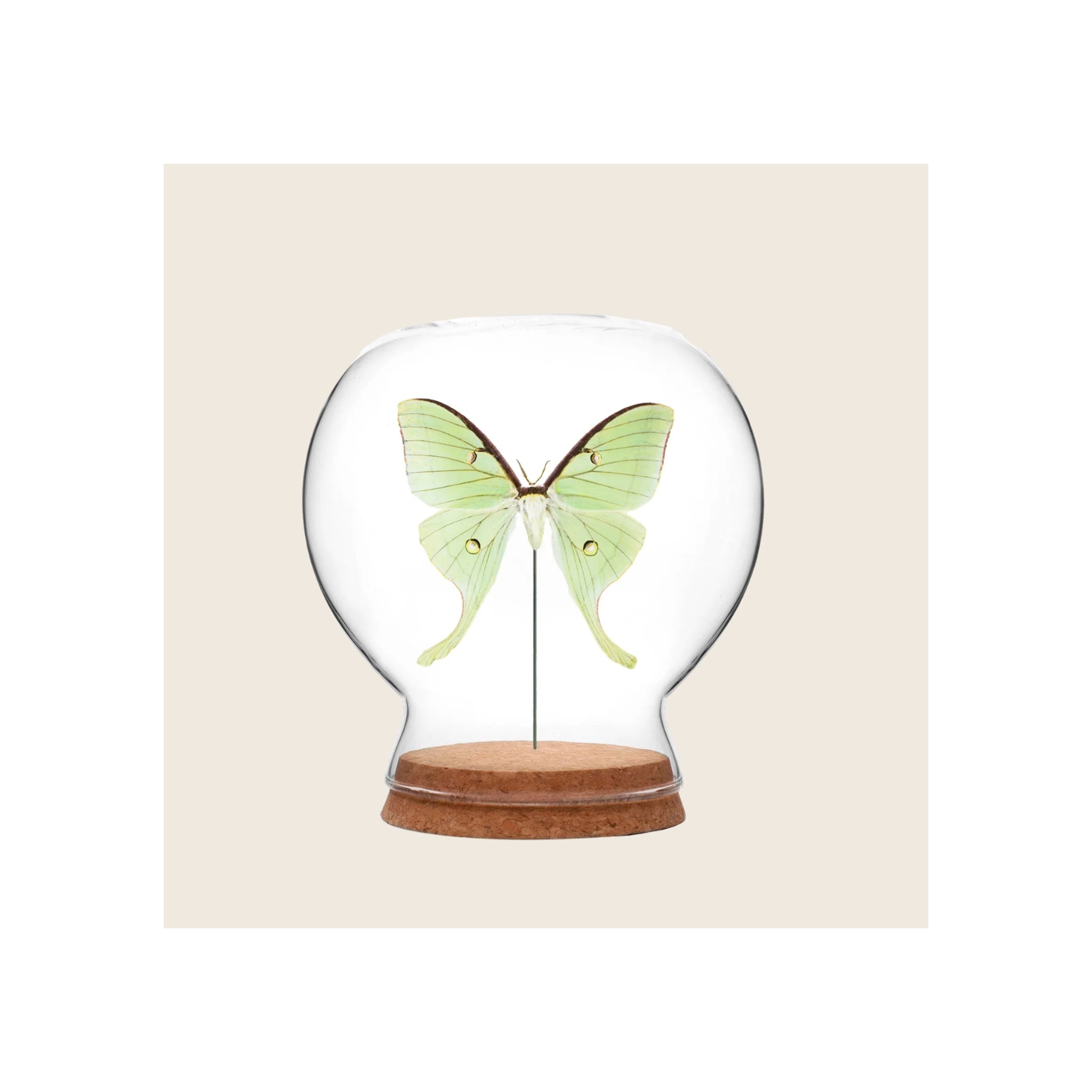 Glass globe display dome with pinned green luna moth on cork base