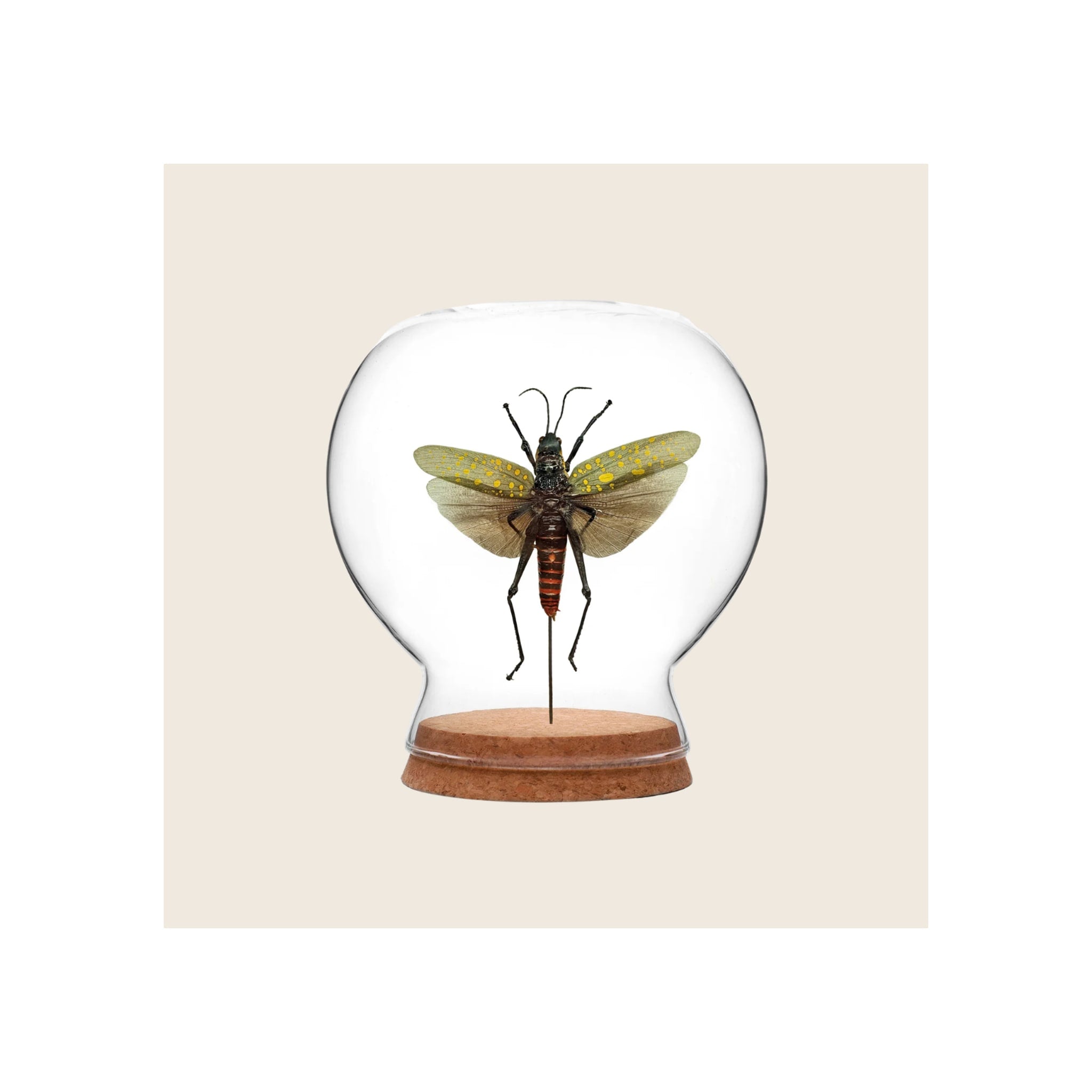 Glass globe display dome with pinned grasshopper specimen, yellow-spotted wings, cork base